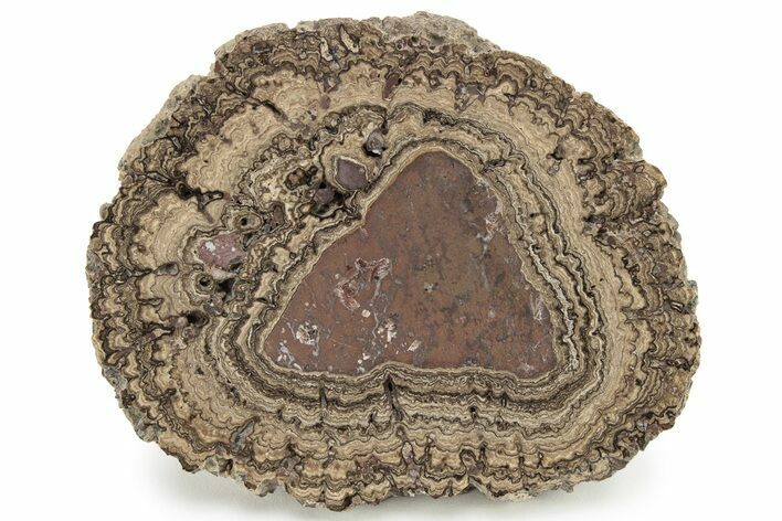 Polished, Cretaceous, Oncolite Stromatolite Fossil - Mexico #228873